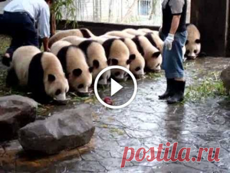Milk Bowl Pandas