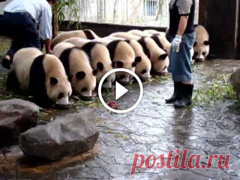 Milk Bowl Pandas