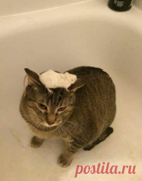 20 фото очаровательных котов, которые рассмешат любого