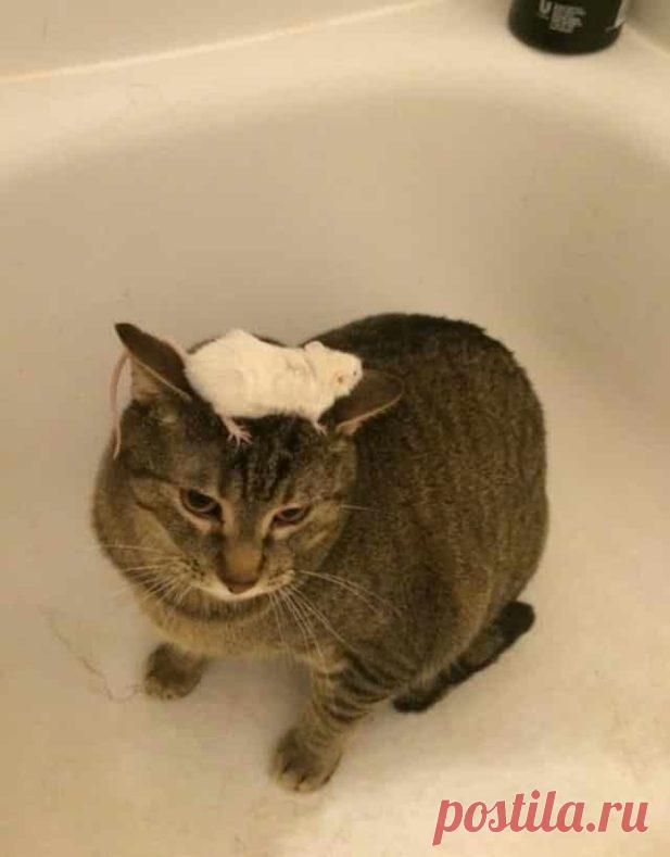 20 фото очаровательных котов, которые рассмешат любого