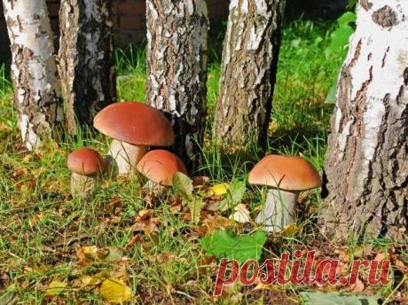 Перевоспитание невестки. Из злобной фурии в милую девочку | Краше Всех