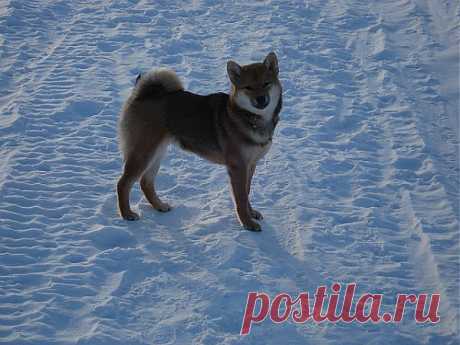 Шиба Ину, Айкэн Сагаримэ Будзини