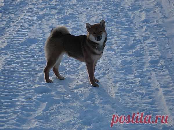 Шиба Ину, Айкэн Сагаримэ Будзини