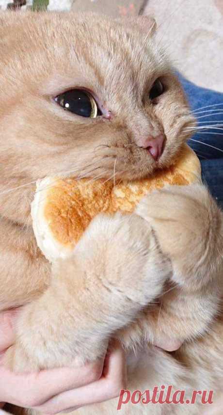 However, you need to be careful and check out the ingredients in any bread you’re considering giving to your cat. Breads that include garlic, onions, or raisins are definitely not suitable for cats.