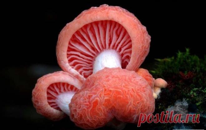 Охота и рыбалка