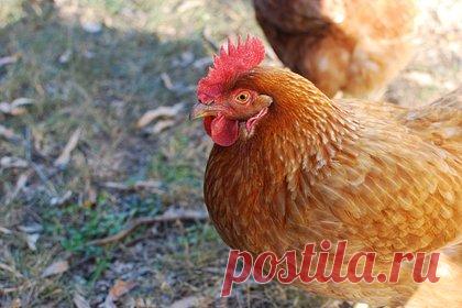 Полиция конфисковала у заключенных двух свиней и 12 боевых петухов. Полиция Эквадора провела рейд в одной из тюрем строгого режима и сделала много необычных находок. Правоохранители обнаружили у заключенных колонии «Беллависта» в городе Санто-Доминго две дюжины колюще-режущих предметов, 26 электрических приспособлений, двух свиней и 12 боевых петухов.