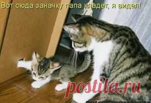 (1) Одноклассники