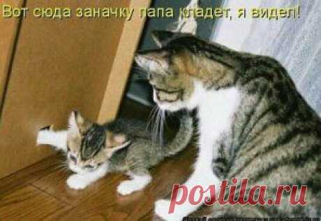 (1) Одноклассники