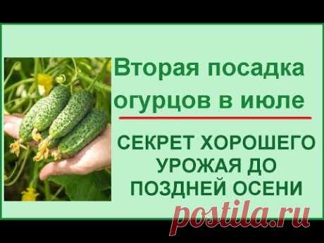 Вторая посадка огурцов в июле//Самый поздний срок посадки огурцов