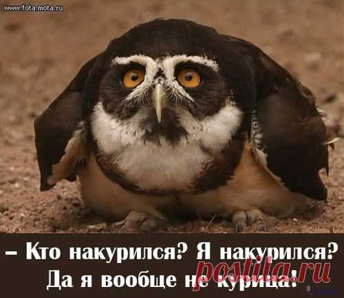 Сова