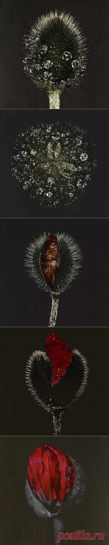Mohn by Carsten Witte | InspireFirst