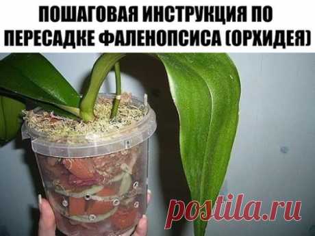 ПОШАГОВАЯ ИНСТРУКЦИЯ ПО ПЕРЕСАДКЕ ФАЛЕНОПСИСА( ОРХИДЕЯ)
Мы эту информацию собирали по крупицам, сохраняйте для себя и делитесь с друзьями. Старались для вас, дорогие). В интернете такого не найдете.
Шаг 1
Достаньте орхидею из горшка и положите её в широкий таз. Чтобы вам легче было вытащить орхидею, помните слегка стенки горшка. Если это не поможет – аккуратно, чтобы не повредить воздушные корни фаленопсиса, разрежьте или разбейте старый горшок.
Обычно, чем сильнее развита корневая у фаленоп