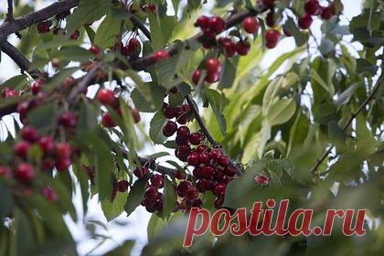 На Украине священник поймал и связал рвавшую черешню во дворе храма девочку. В Волынской области Украины католический священник связал шестиклассницу и угрожал ей ружьем за то, что она рвала черешню во дворе храма. Отмечается, что инцидент произошел 8 июня в храме Святой Анны Римско-католической церкви в городе Ковель. В настоящий момент священнослужитель находится под ночным домашним арестом.