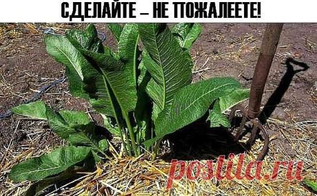 Хрен – единственное растение, способное вытягивать соль через поры кожи.

СДЕЛАЙТЕ – НЕ ПОЖАЛЕЕТЕ!
Избавиться от всей соли, которая накопилась в организме и может привести к солевым болезненным отложениям, помогут листья хрена..

Напоминаю проверенный и безотказный рецепт.

Возьмите свежие крупные листья хрена – 2 шт. Перед сном окуните их с двух сторон кипяток и сразу положите на спину, захватывая шею. Обвяжите тканью. Возможно легкое жжение, но боли нет.  

Утром осторож...