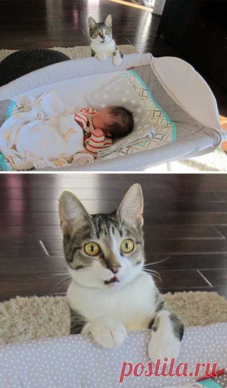 Кошки, которые достойны Оскара за артистичность / Питомцы