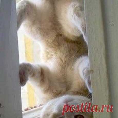 100% способ избавления от меток кота