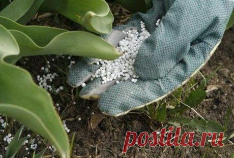 • Немного об удобрениях • их сочетания и возможности