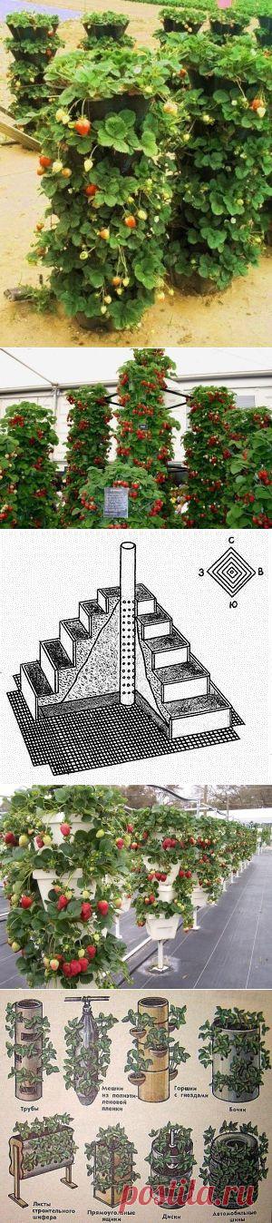 Земляника в пирамидках, уход - Садоводка
