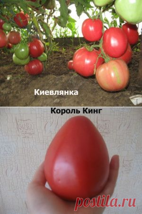 Сорта с плодами-гигантами (свыше 1 кг.) | Категории товаров | Семена редких сортов томатов | Страница 2