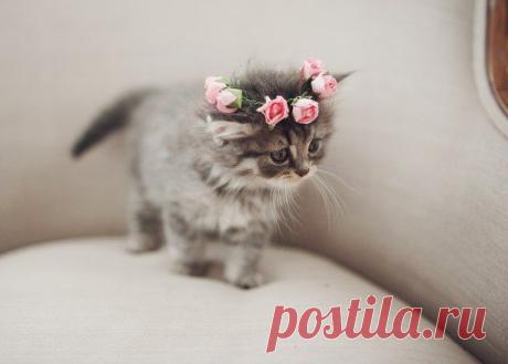 Невеста )))