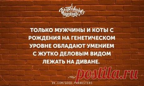 мужчины и коты
