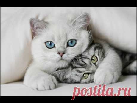Смешные кошки (Выпуск 3) Приколы - YouTube