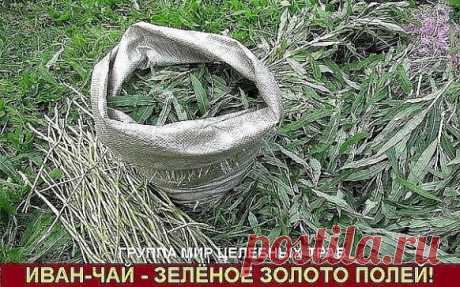 Иван-чай - защитник от 100 болезней!
Академик, профессор, доктор технических наук,
лауреат Государственной премии Никитин Альберт Николаевич:
«После нашего исследования Иван-чая выяснилось , что чай содержит от 69 до71 полезных микроэлемента в зависимости от местности. Это 2/3 таблицы Менделеева. И самое главное это непревзойденный антисептик. Просто потрясающий. Аналогов в растительном мире нету. Помимо антисептических свойств он обладает свойством очищения организма от «зашлакованности».
Это