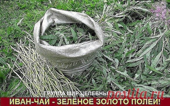 Иван-чай - защитник от 100 болезней!
Академик, профессор, доктор технических наук,
лауреат Государственной премии Никитин Альберт Николаевич:
«После нашего исследования Иван-чая выяснилось , что чай содержит от 69 до71 полезных микроэлемента в зависимости от местности. Это 2/3 таблицы Менделеева. И самое главное это непревзойденный антисептик. Просто потрясающий. Аналогов в растительном мире нету. Помимо антисептических свойств он обладает свойством очищения организма от «зашлакованности».
Это