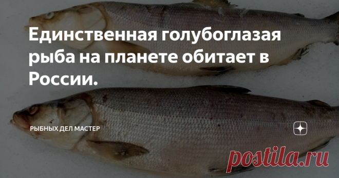 Единственная голубоглазая рыба на планете обитает в России. Всем привет!
Единственная рыба на планете, которая имеет голубой окрас глаз любит исключительно северные воды. Ловля этой рыбы является очень интересным занятием.
Самые вкусные рыбы на свете — это настоящие благородные северные рыбы, «сибирские белорыбицы».
Рыбы сиговых пород, которых называют ”белыми лососями”, во главе с их предводительницей, красавицей нельмой.