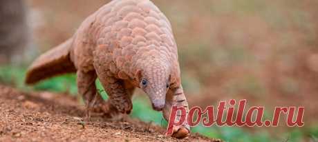 Млекопитающие чешуйчатые ящеры давно находятся на грани исчезновения, но на рынках Габона их мясо можно было найти с легкостью, как и мясо летучих мышей. Кажется, теперь это наконец изменится.