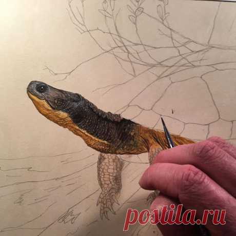 One of the great things about blanding’s turtles is that they always have a smile .......what an incredible animal!! #blandingsturtle #turtle #turtlesofinstagram #turtleconservation #reptileart #reptile #natureart #nhwildlife #naturedesign #painting #scientificillustration #herping #herpetology #TSA2017 #wildlifeart #design #conservation