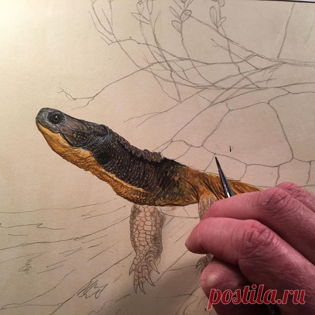 One of the great things about blanding’s turtles is that they always have a smile .......what an incredible animal!! #blandingsturtle #turtle #turtlesofinstagram #turtleconservation #reptileart #reptile #natureart #nhwildlife #naturedesign #painting #scientificillustration #herping #herpetology #TSA2017 #wildlifeart #design #conservation