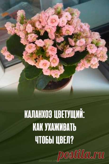 Каланхоэ цветущий: как ухаживать чтобы цвел?
