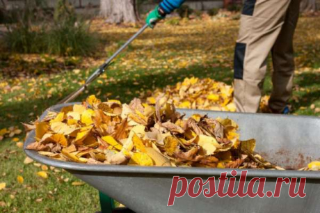 Компост из опавших листьев — Домашние заботы