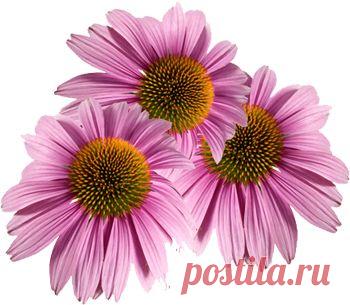 Эхинацея - чудо цветок!

Эхинацея – травянистое растение семейства астровых с красными, пурпурными и желтоватыми цветами, есть несколько видов: эхинацея узколистная, эхинацея пурпурная. Используются различные части этого растения, в основном корни.