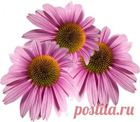 Эхинацея - чудо цветок!

Эхинацея – травянистое растение семейства астровых с красными, пурпурными и желтоватыми цветами, есть несколько видов: эхинацея узколистная, эхинацея пурпурная. Используются различные части этого растения, в основном корни.