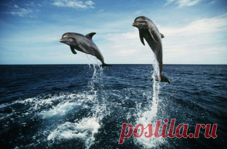 5 самых умных животных на планете после человека / factroom.ru / Surfingbird.ru