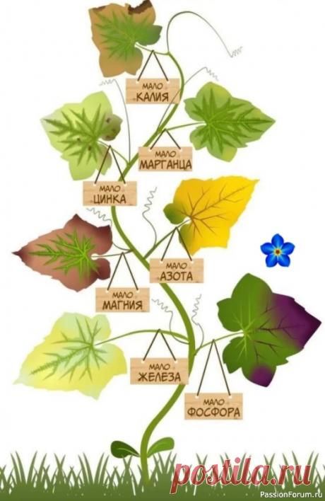 Цветочное настроение. Уход за растениями