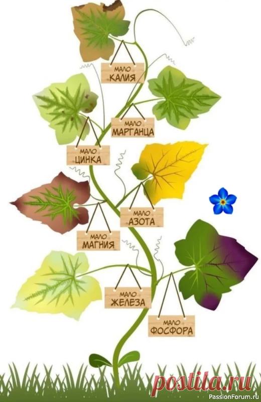 Цветочное настроение. Уход за растениями