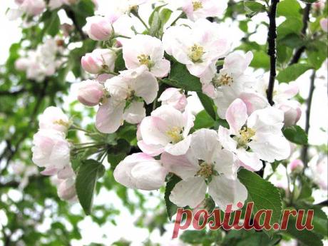 яблоня