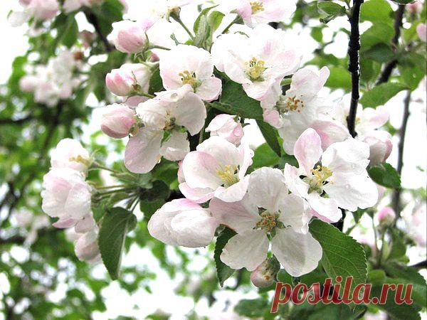 яблоня