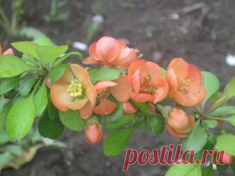 Хеномелес,айва японская (у нас 2 кустика)..Очень интересный кустарник, во время цветения - красота,весь в цвету.А сейчас уже и плодики.