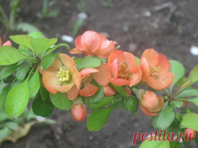 Хеномелес,айва японская (у нас 2 кустика)..Очень интересный кустарник, во время цветения - красота,весь в цвету.А сейчас уже и плодики.