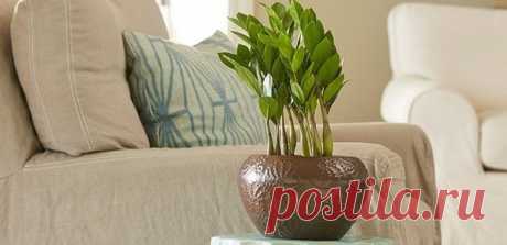 Ухаживаем за долларовым деревом — пересадка в домашних условиях