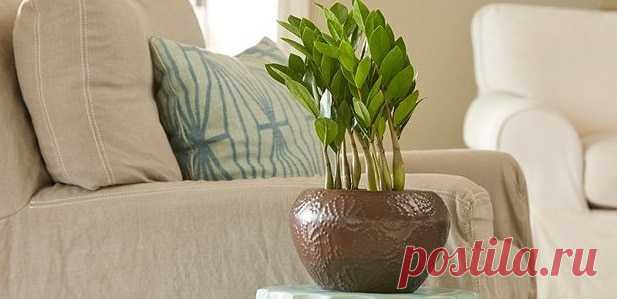 Ухаживаем за долларовым деревом — пересадка в домашних условиях