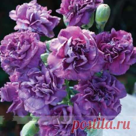Harus_bisa Seeds: 2 customer reviews and 1846 listings