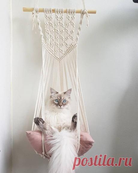 Идеи подвесных лежанок для кошек Идеи подвесных лежанок для кошекИдеи подвесных лежанок для кошек делаются в технике макраме и не только радуют питомца, но и украшают пространство дома.
