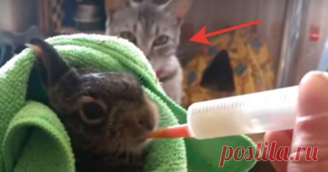 Кот ревнует хозяйку к крольчонку! И вдруг ушастик поворачивается к коту и… это надо видеть Одна замечательная семья нашла и приютила маленького дикого крольчонка…
Без помощи людей крохе было не выжить. Сейчас малыш в безопасности, а за его здоровьем тщательно следят.
Крольчонка кормили при …