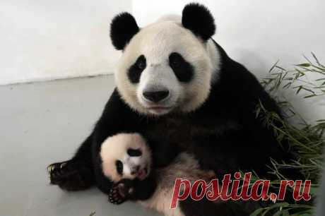 Московский зоопарк показал новые кадры маленькой панды и ее мамы. На свежих снимках из Московского зоопарка маленькая панда со своей мамой Диндин.