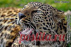 Чудесные пейзажи Владимира Панича. | В мире... и другие материалы. Новое в Вашей подборке на Постила.ru - natali5357@mail.ru - Почта Mail.Ru